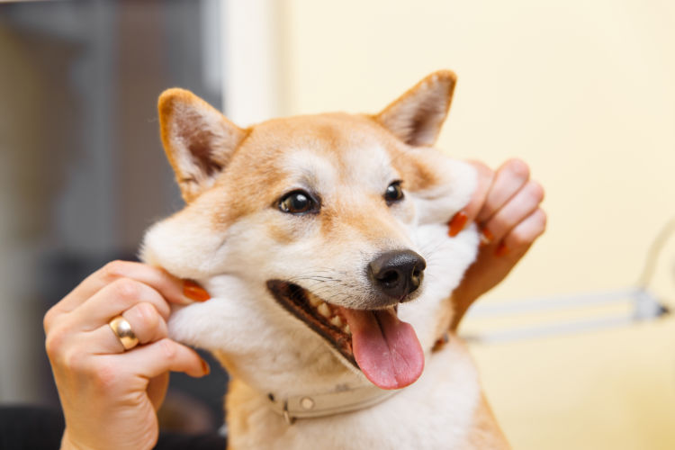 柴犬の歯のまとめ