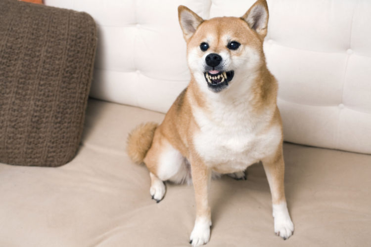 柴犬の歯磨き②【歯磨き嫌いになる原因】