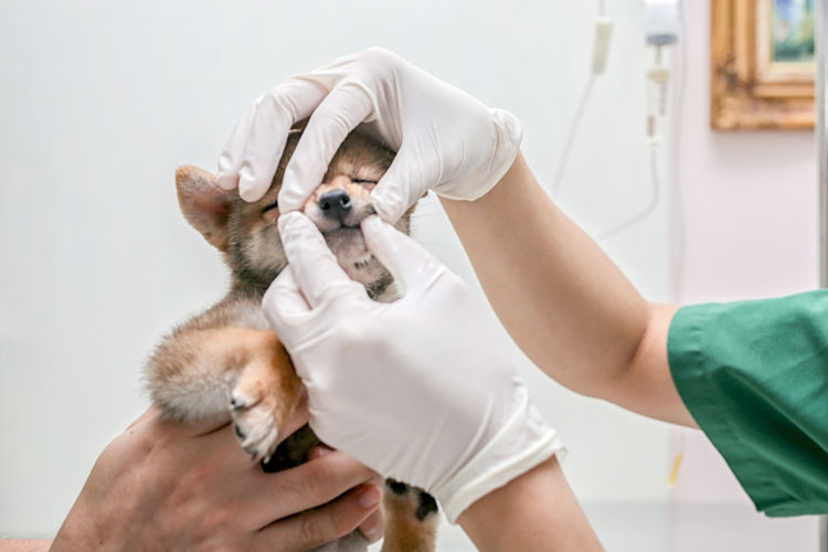 柴犬の歯のトラブルに保険は使用できる?
