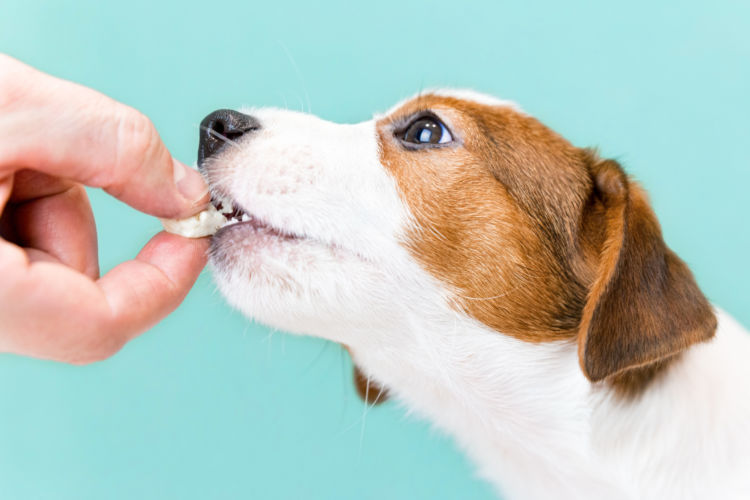 犬 ごほうび チーズ