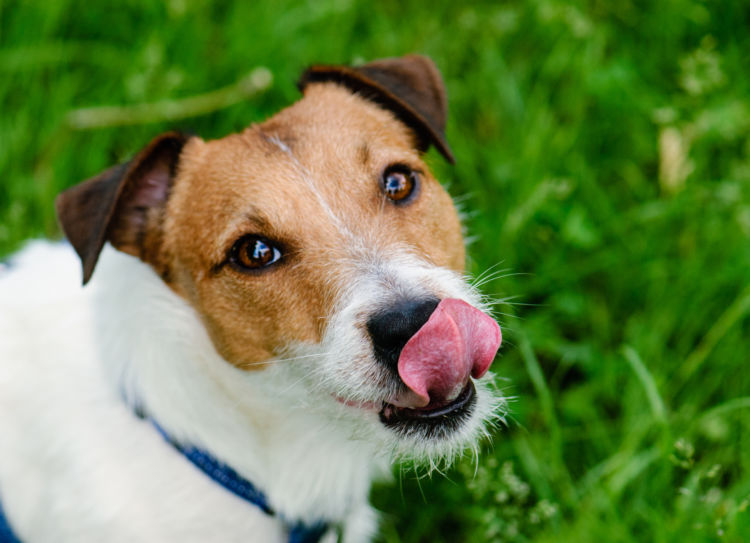 犬に炭水化物が必要な理由は?