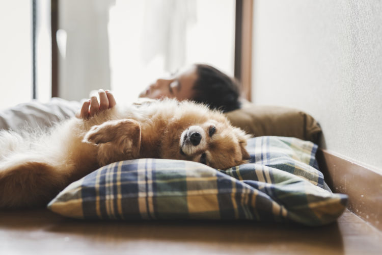 犬 炭水化物 低栄養状態