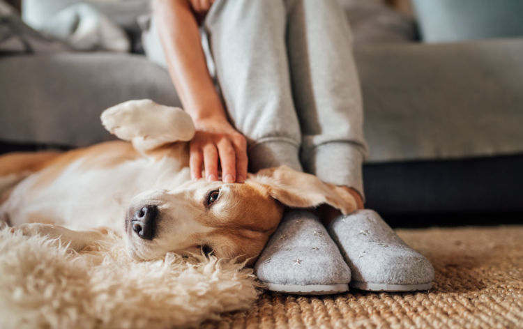 愛犬 健康 飼い主
