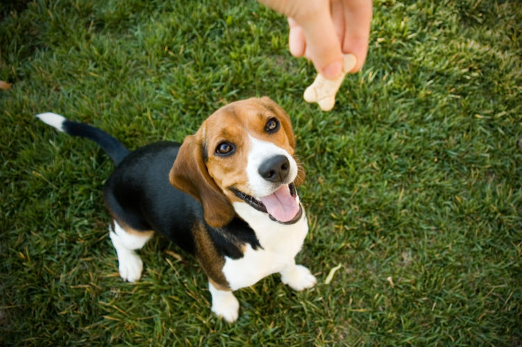 愛犬 おやつ