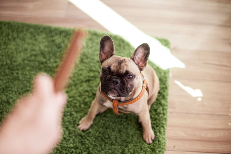 犬におすすめのおやつは?喜ぶおやつは?