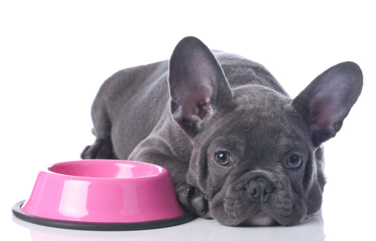 【獣医師監修】犬の療法食とは?種類は?子犬から老犬まで、必要な場合と与える際の注意点を解説!