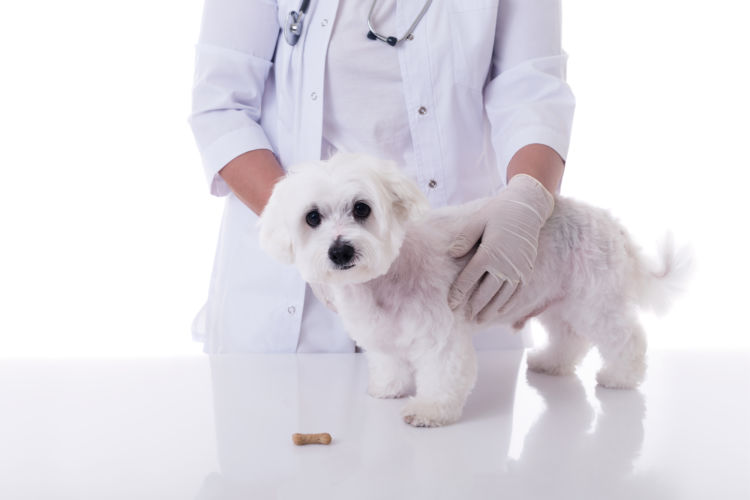 犬の療法食とは?