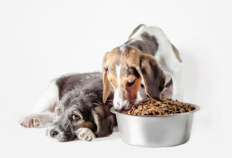犬の療法食、おすすめは(子犬・成犬・老犬)?