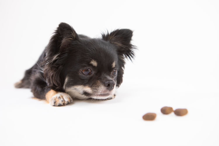 犬 療法食 種類