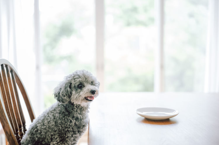 犬の療法食のまとめ