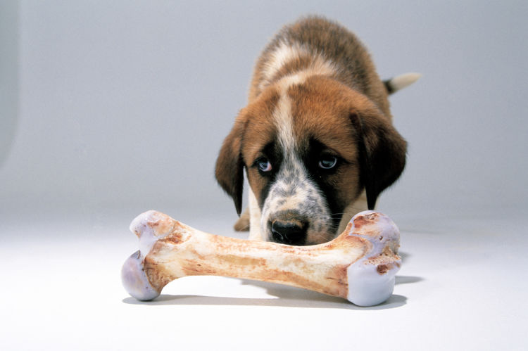 犬にカルシウムは必要?