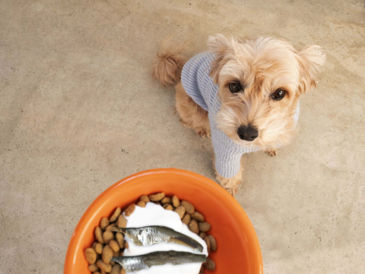 犬に必要なカルシウム、1日に必要な量は?