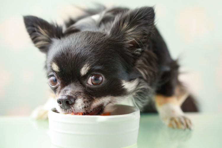 子犬や老犬に必要なカルシウムの適量は?