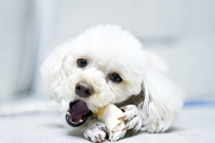 犬に与えるカルシウムのまとめ
