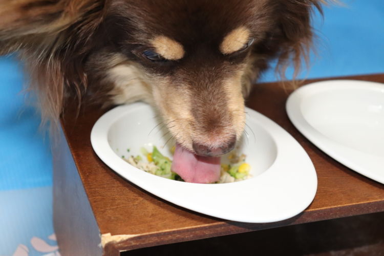 犬に手作りご飯を与える際のご飯(米)の割合は?