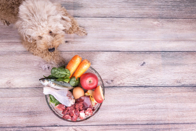 犬に与える手作りご飯(食材)のまとめ
