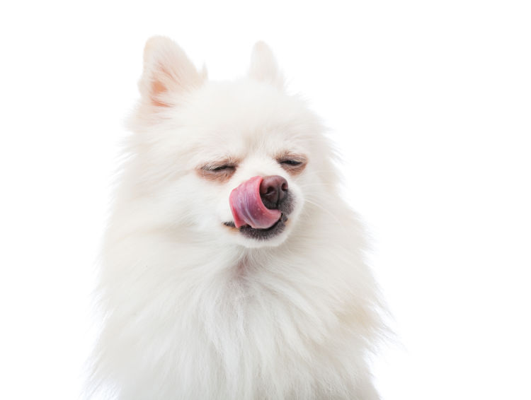 犬が小豆を食べても大丈夫!