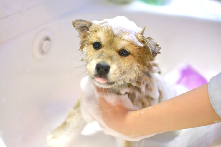【獣医師・トリマー監修】犬にシャンプーは必要?頻度は?子犬や老犬、犬種や季節は?ポイントや注意点!