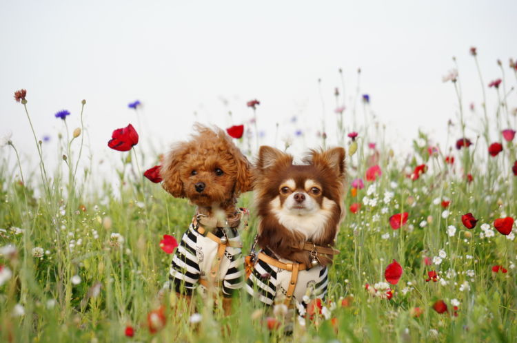犬種によってシャンプーの頻度は違う?(トイ・プードル、チワワなど)