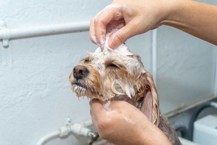 犬の大きさや年齢によってシャンプーの頻度は違う?(※小型・中型・大型・超大型、幼犬・成犬・老犬)
