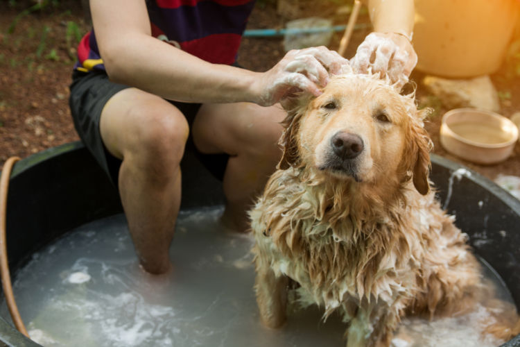 季節や犬の飼い方によってシャンプーの頻度は変える?(春夏秋冬・室内犬)