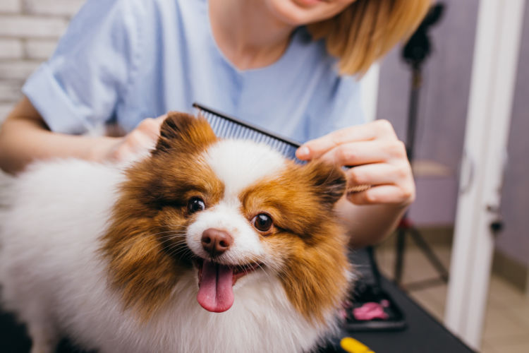 犬のシャンプーのポイントや注意点!(病気・部位など)