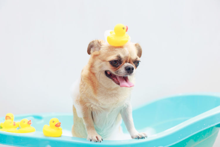 犬のシャンプー、おすすめは?固形石鹸などで代用は可能?