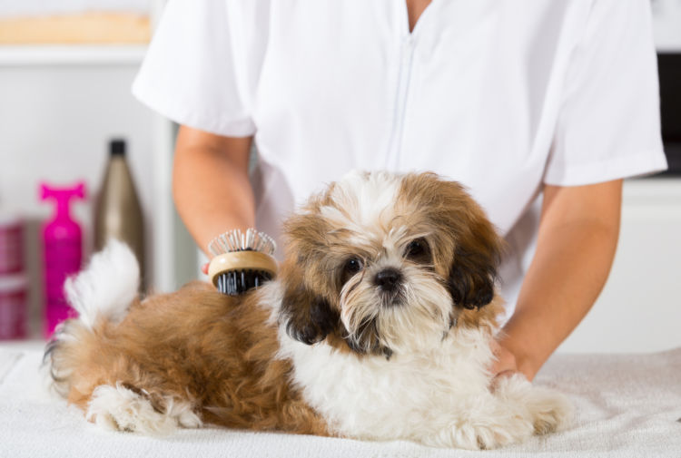 犬のシャンプー(トリミング)の料金は?