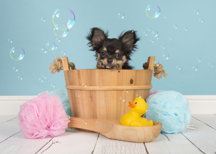 犬のシャンプーのまとめ