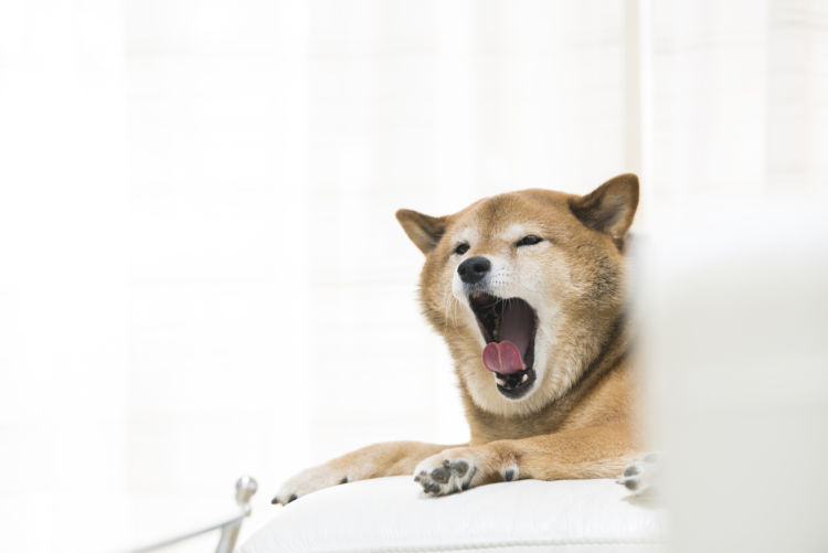 柴犬のシャンプーはいつから必要?頻度は?(週1・月1回など)