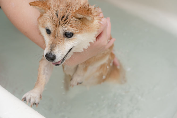 柴犬のシャンプーの仕方や注意点は?(嫌がる・暴れる)