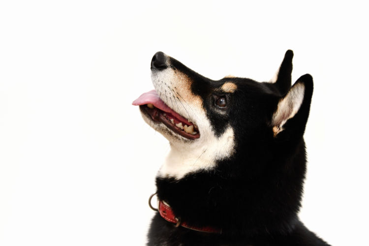 柴犬のシャンプー、サロンの値段(料金)は?