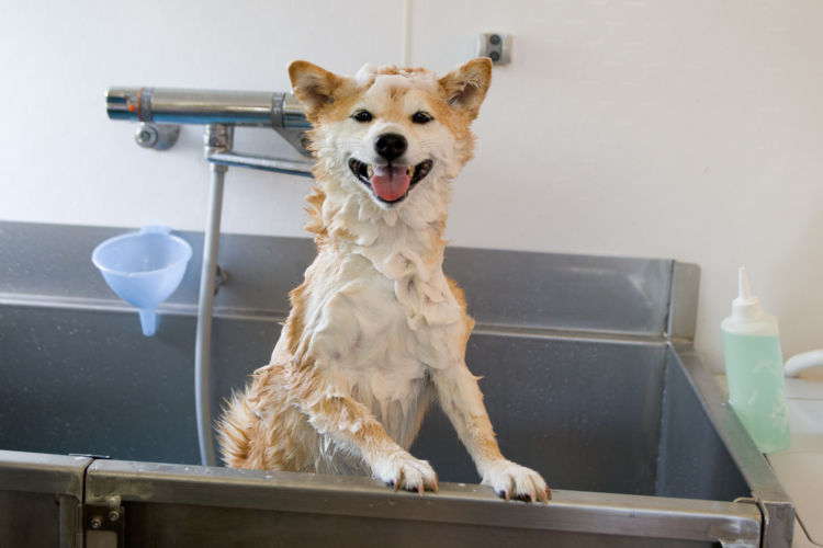 柴犬のシャンプーのまとめ