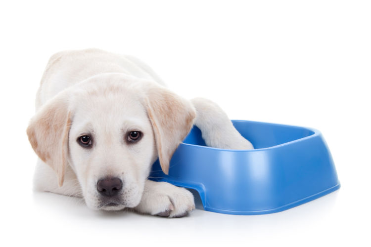 【獣医師監修】犬にタコを食べさせても大丈夫?