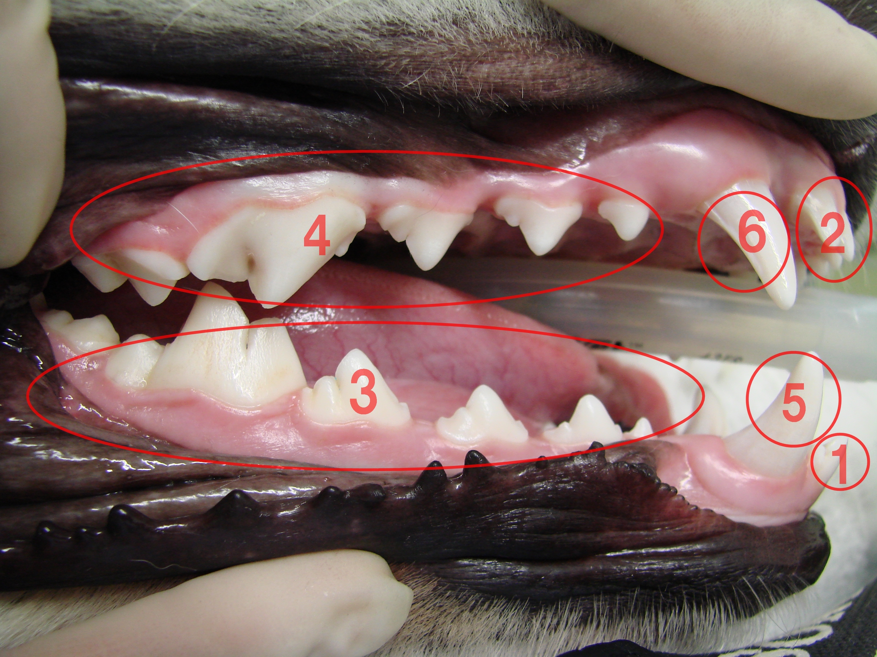 犬の歯が生える順番/写真提供:フジタ動物病院