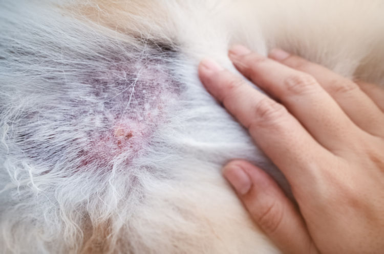 犬の療法食の種類④【皮膚疾患】