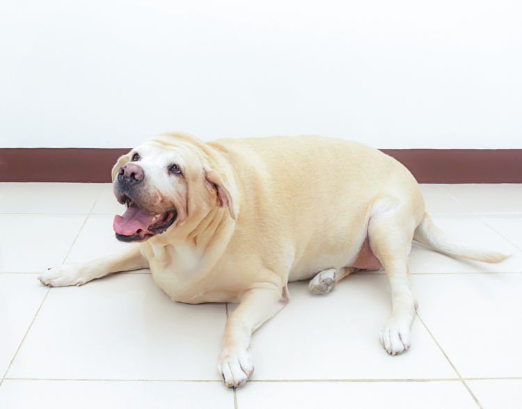 犬の療法食の種類⑧【高脂血症】