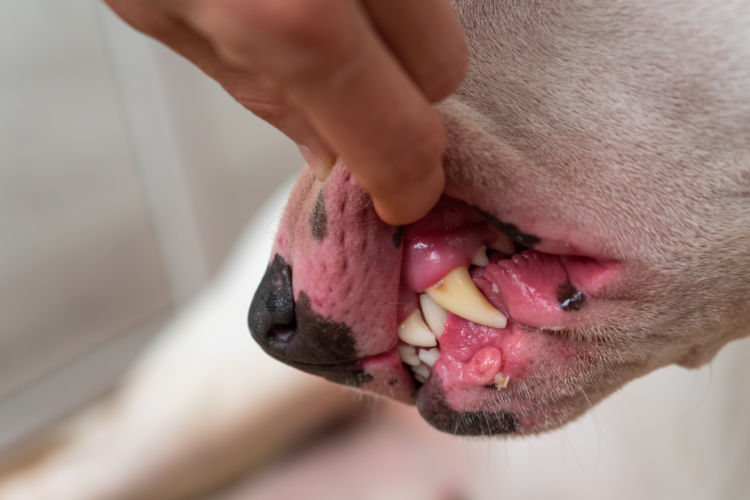 犬の療法食の種類⑫【口腔疾患】