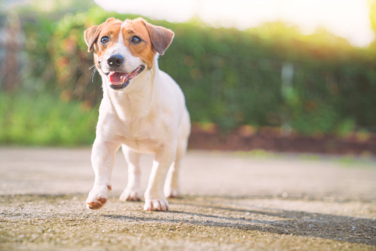 カルシウムは犬の身体のバランスを整える