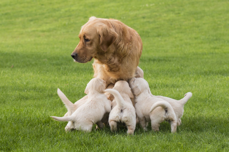 犬に与えるカルシウム【過不足に注意!】