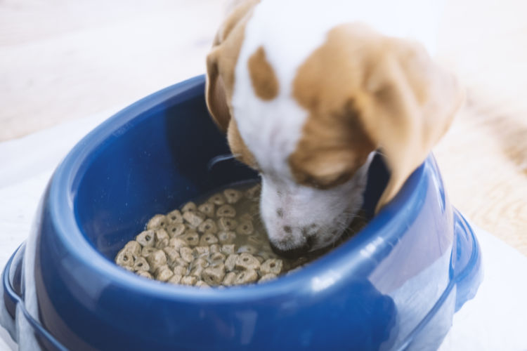 犬 ドッグフード 主食