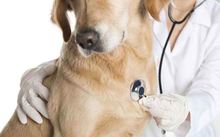 犬の腎臓病や肝臓病に効果がある?