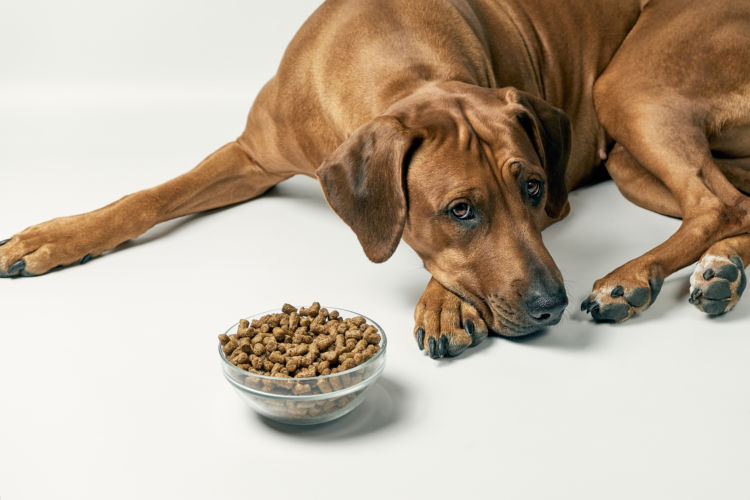 犬 腎臓病 食欲低下