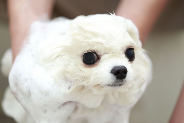 犬のシャンプー【最適な頻度は?】