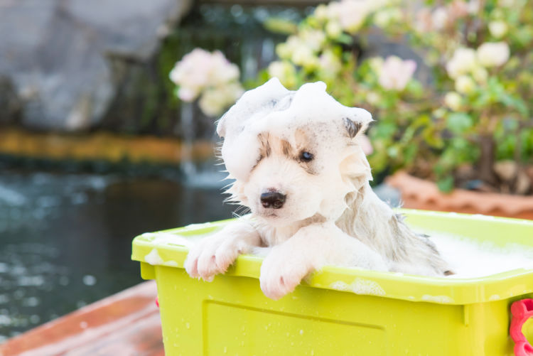 犬のシャンプーの注意点・ポイント②【目や耳にシャンプーが入らないように】