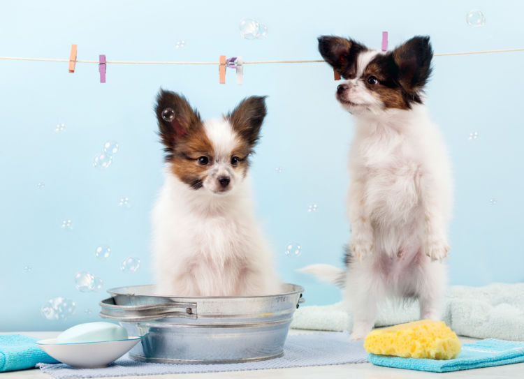 固形石鹸で犬のシャンプーの代用は可能?