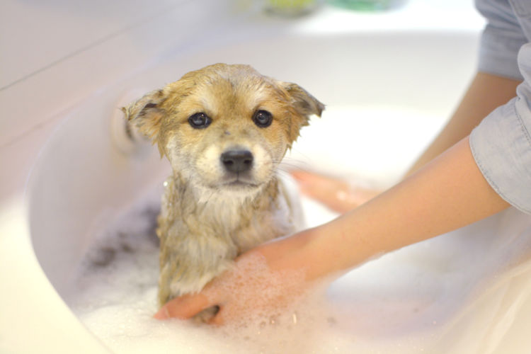 柴犬のシャンプー【いつから必要?】