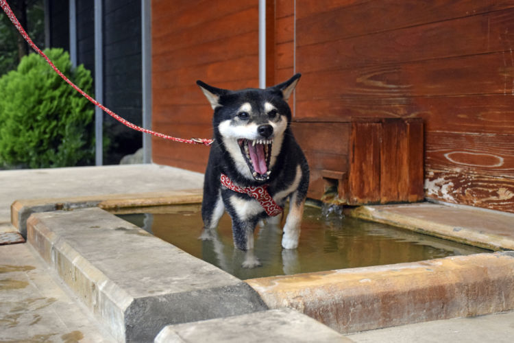 柴犬のシャンプーの仕方や注意点②【怒らない・叱らない】