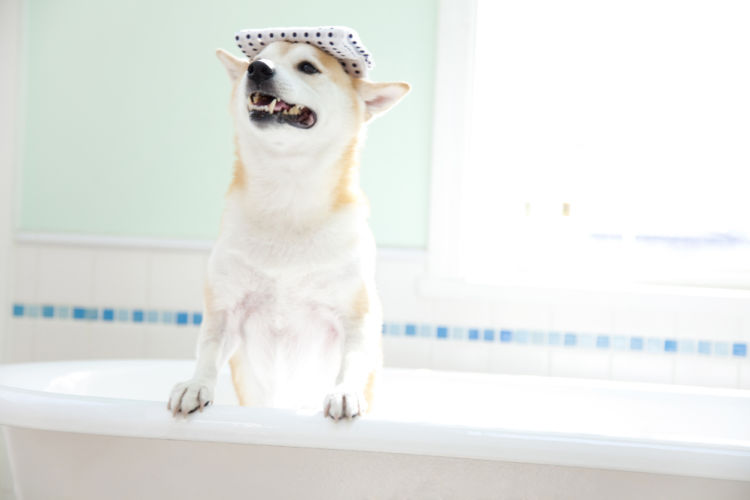 柴犬のシャンプーの仕方や注意点③【泡立てる】