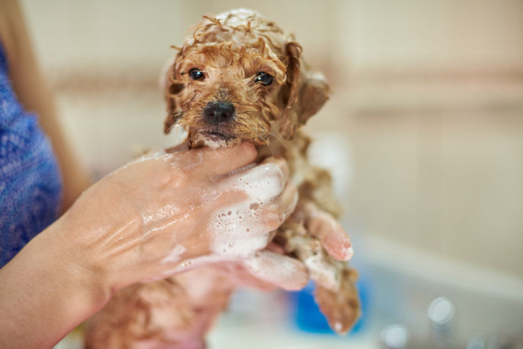 子犬のシャンプー【頻度は?】